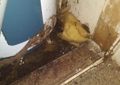 Water Heater Leak Mold Remediation Eugene